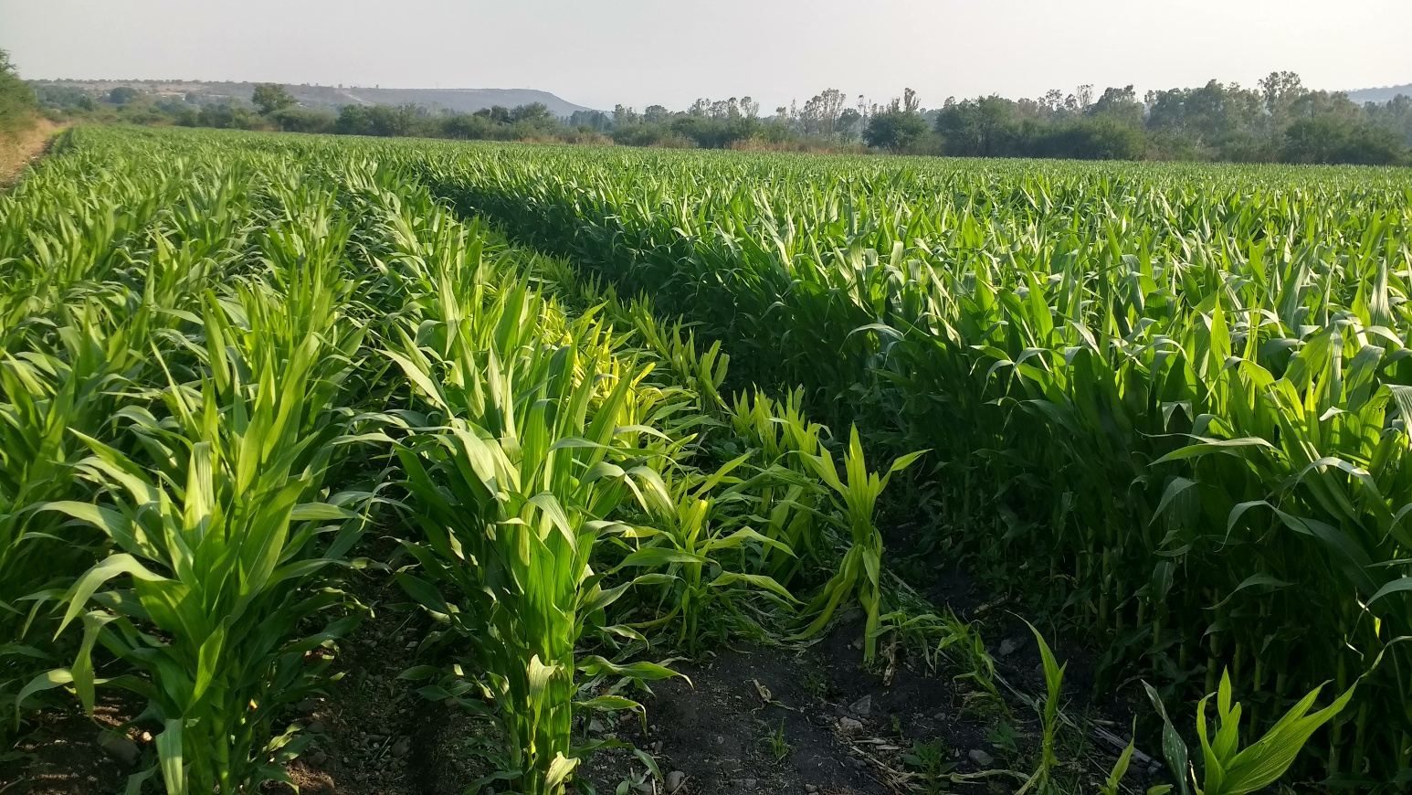 ¿Qué es un híbrido?