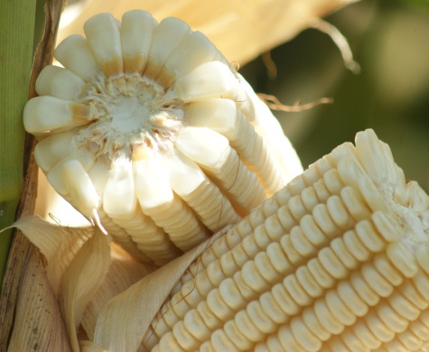 «Es lo que convence, el rendimiento, los kilos»