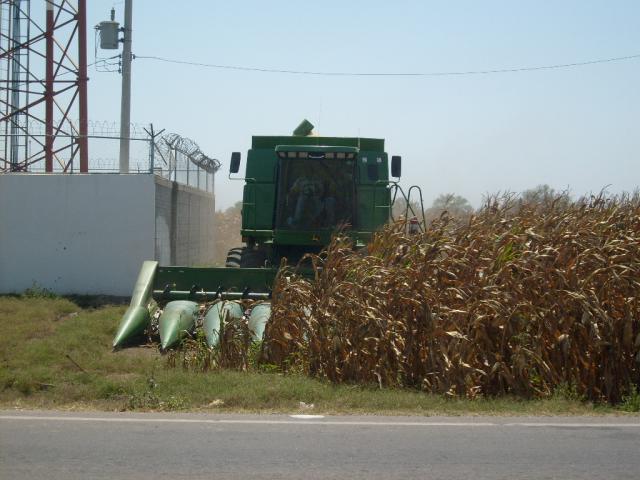 Descartan impulso a transgénicos