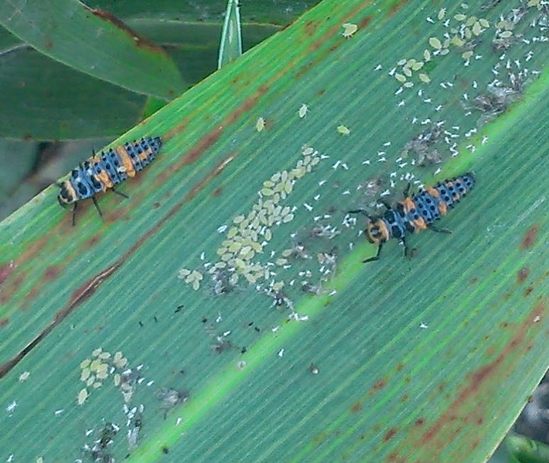 Pulgón amarillo en sorgo
