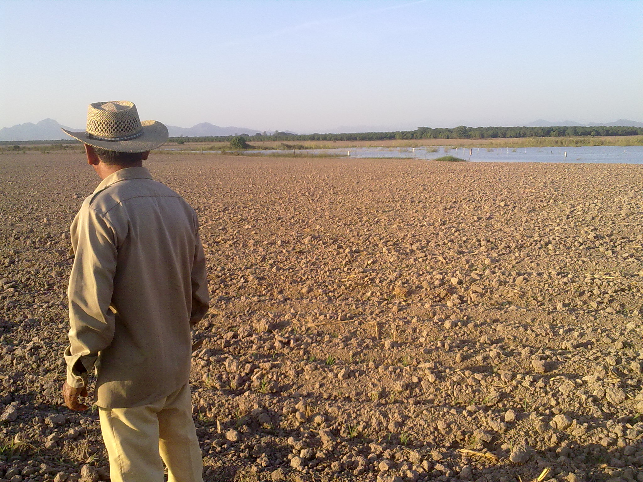Costos y beneficios de la siembra de sorgo con el pulgón amarillo (1/2)