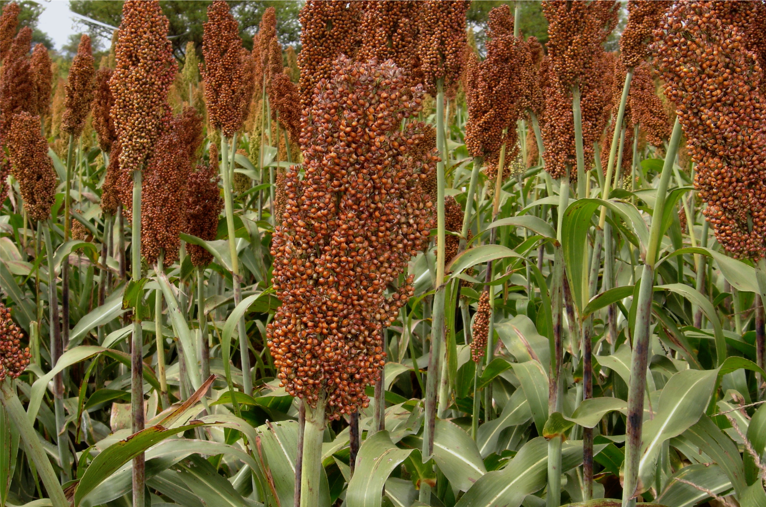 Novedad en sorgos: Icaro