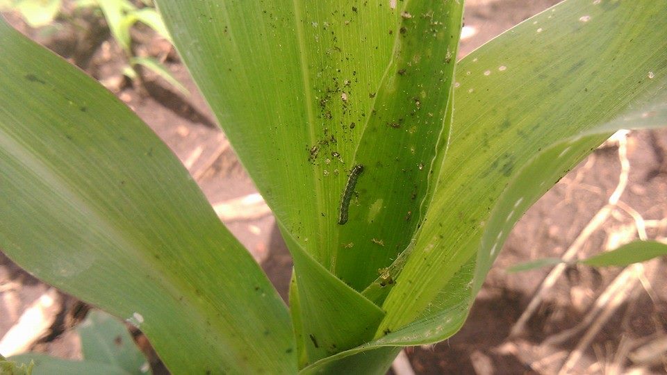 Gusano cogollero en maíz (video)