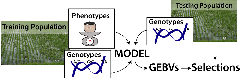 Leer genes para predecir rendimientos