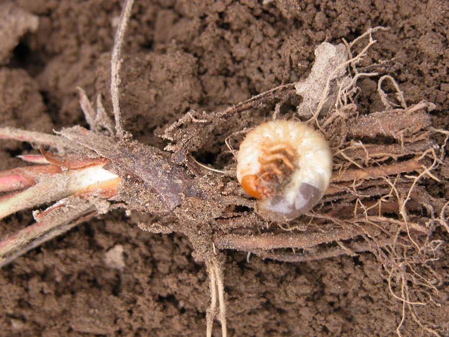 ¿Qué plagas se controlan con Cruiser?