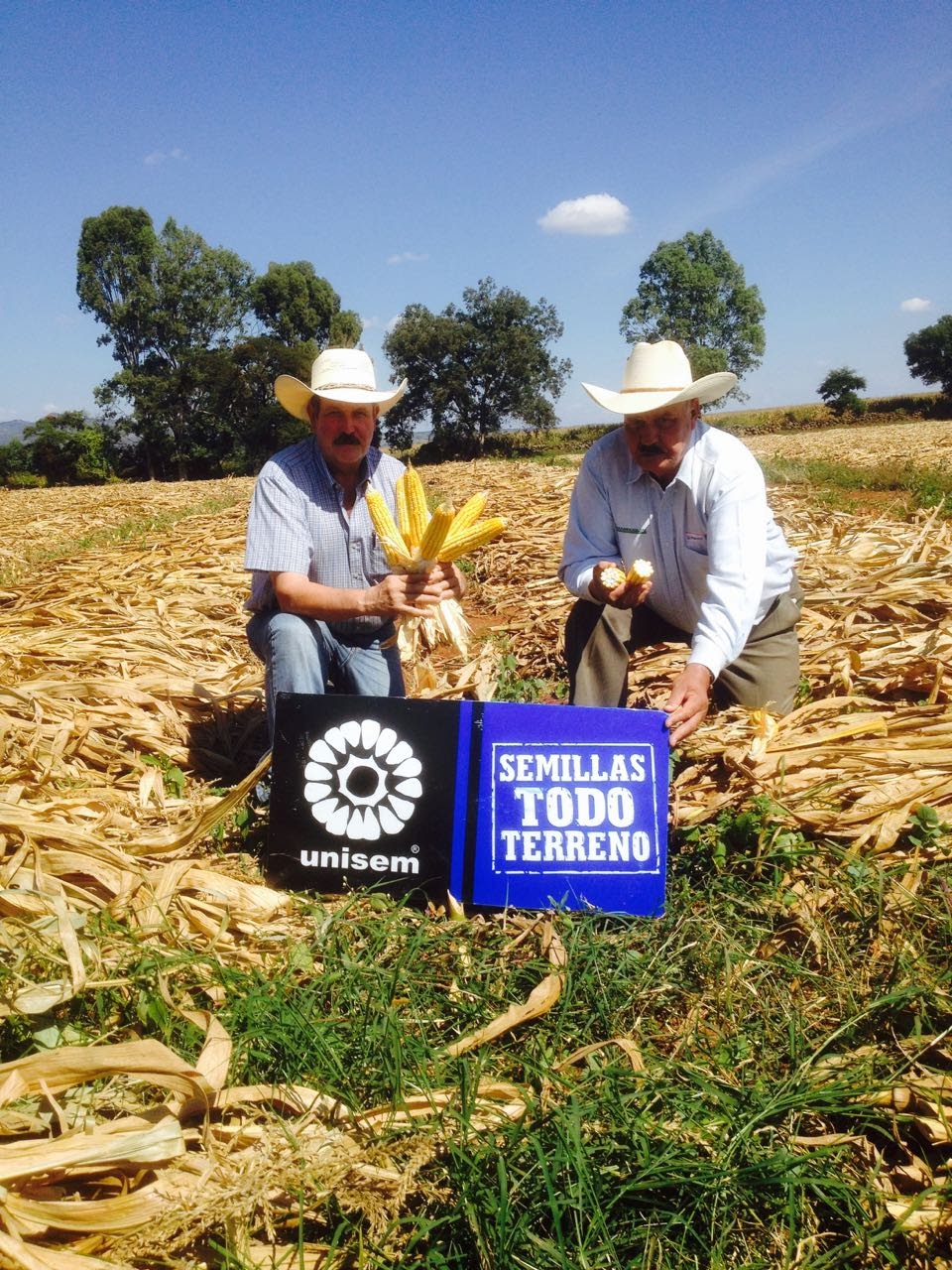 Nuevo maíz amarillo Exp 1041