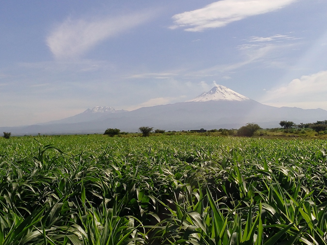 Argos, el sorgo que mejor resiste el pulgón amarillo