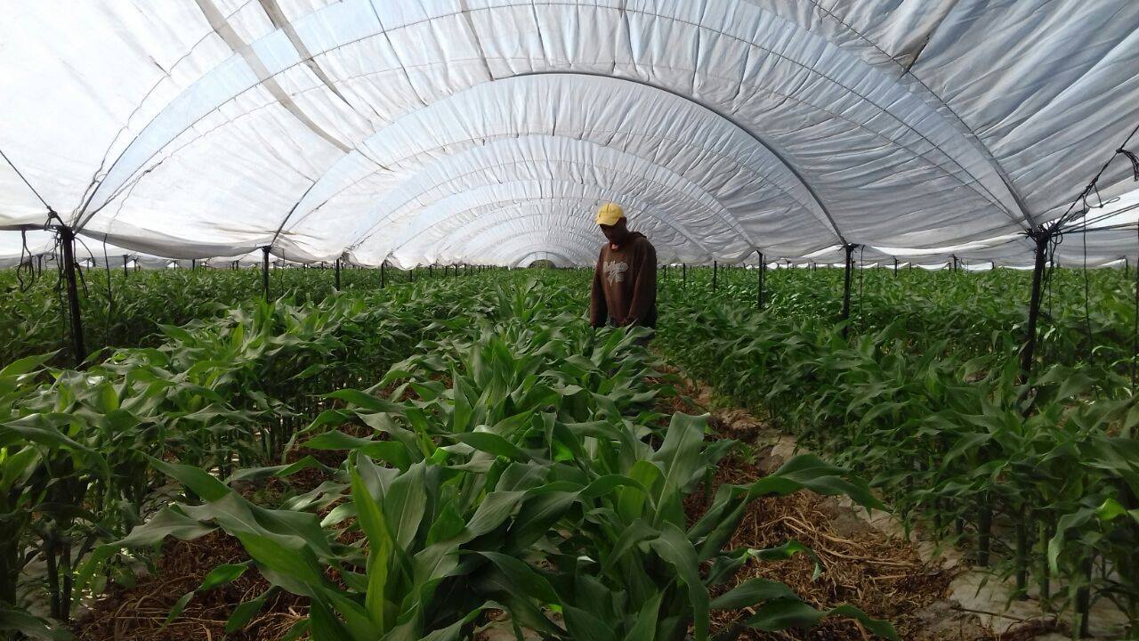 Producción de maíz dulce en macro túneles