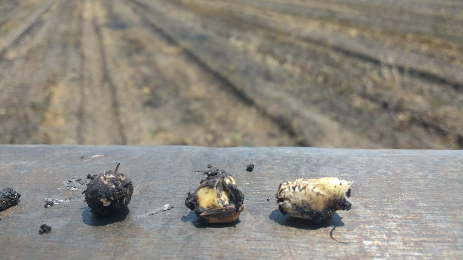 Apozolamiento, empudrecimiento o cocción de la semilla recién sembrada