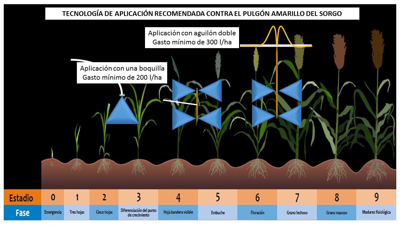 Manual de aplicación de insecticidas contra el pulgón amarillo del sorgo