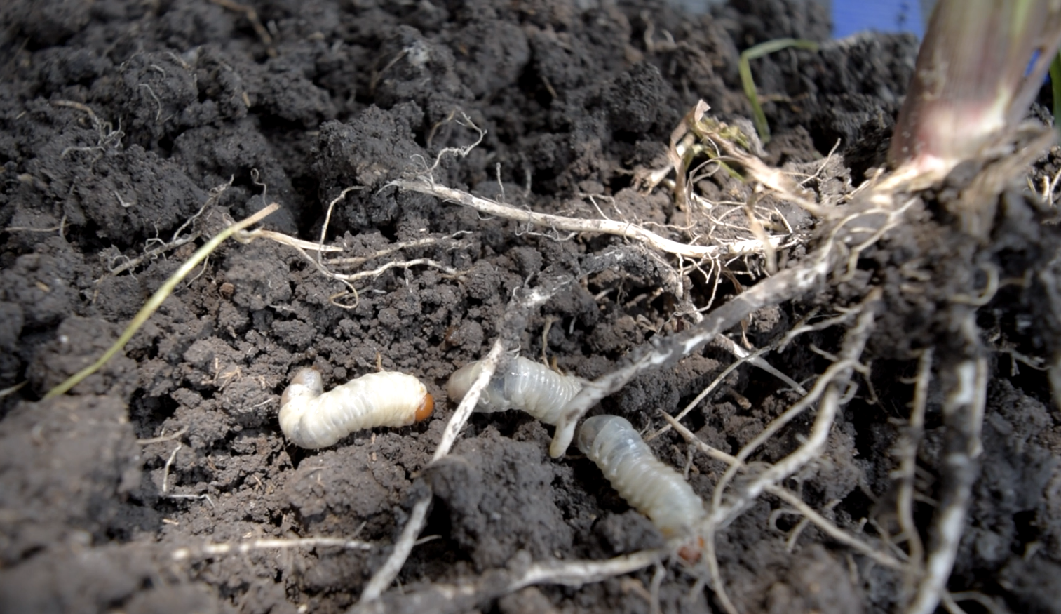 Revisión de plagas de la raíz en maíz
