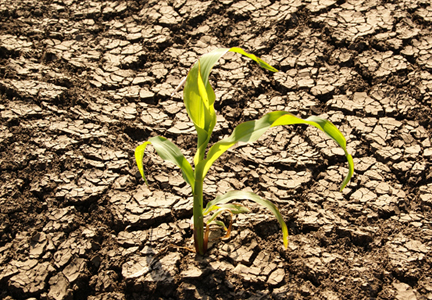 ¿Cómo influye el cambio climático en el rendimiento y precio del maíz?