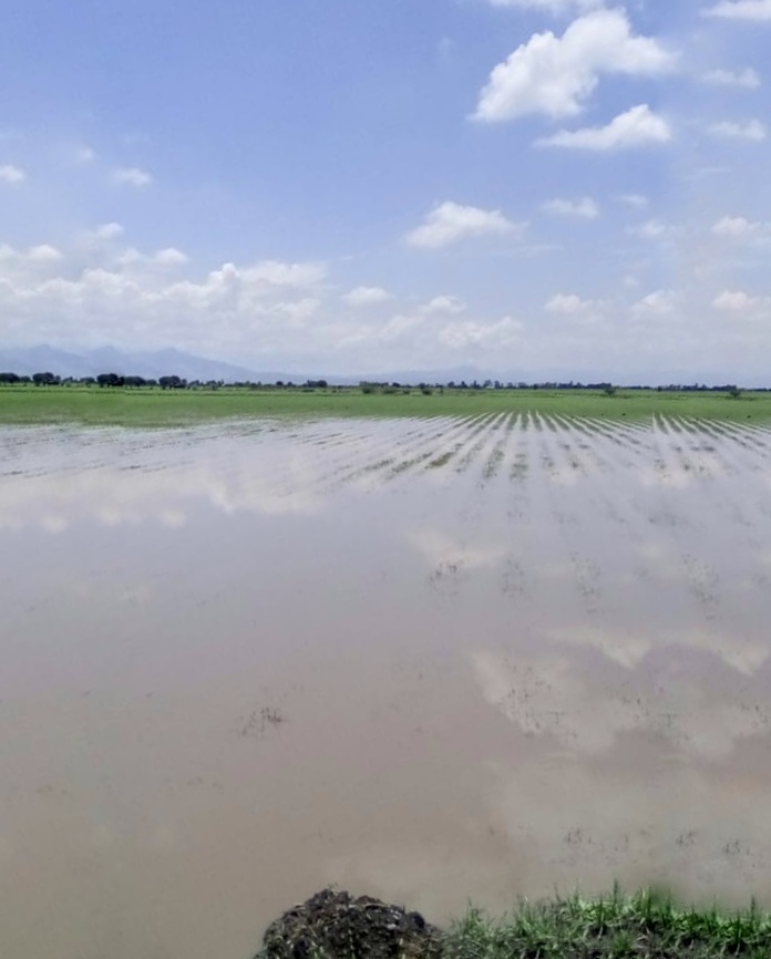 Daños al cultivo de maíz por exceso o falta de agua