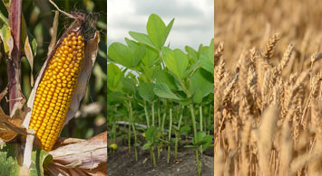 Rotación de cultivos: Beneficios de la rotación del cultivo de maíz