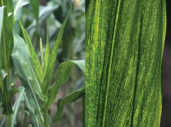 Principales enfermedades del cultivo de maíz