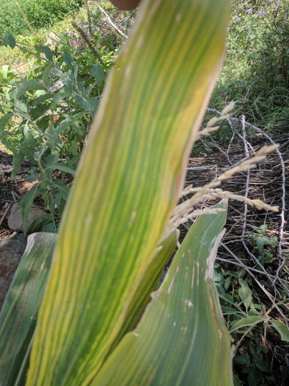 El Complejo del Achaparramiento de Maíz