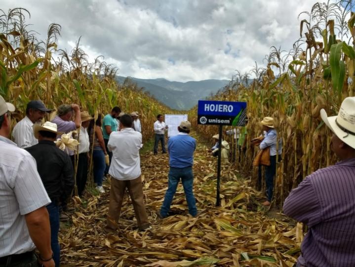 ¿Cómo elegir un híbrido de maíz?