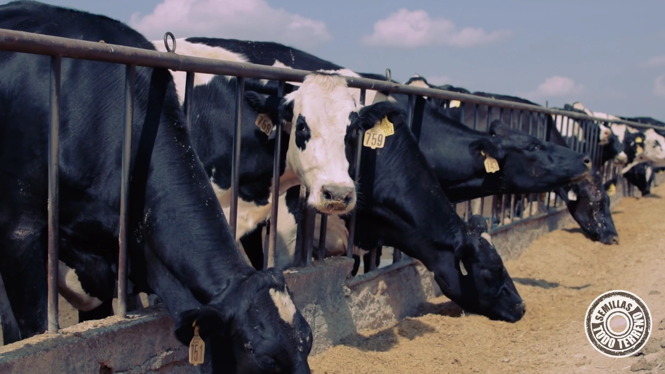 Importancia de la calidad del silo de maíz en la producción de leche
