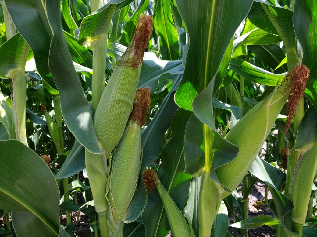 Campeones del rendimiento